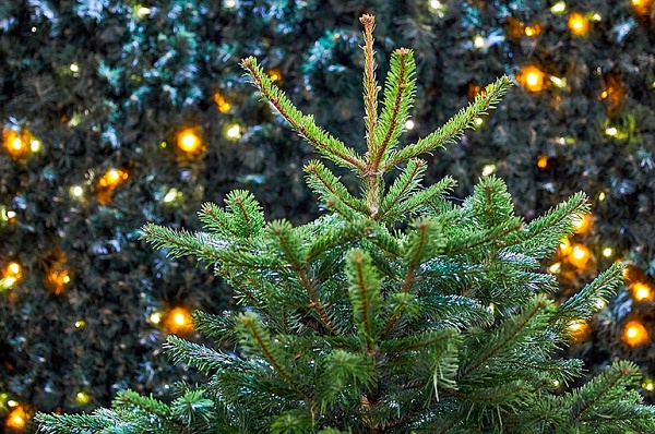 В Сосенском продолжают принимать новогодние елки на переработку